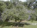 A beautiful Vitex agnus-castus tree